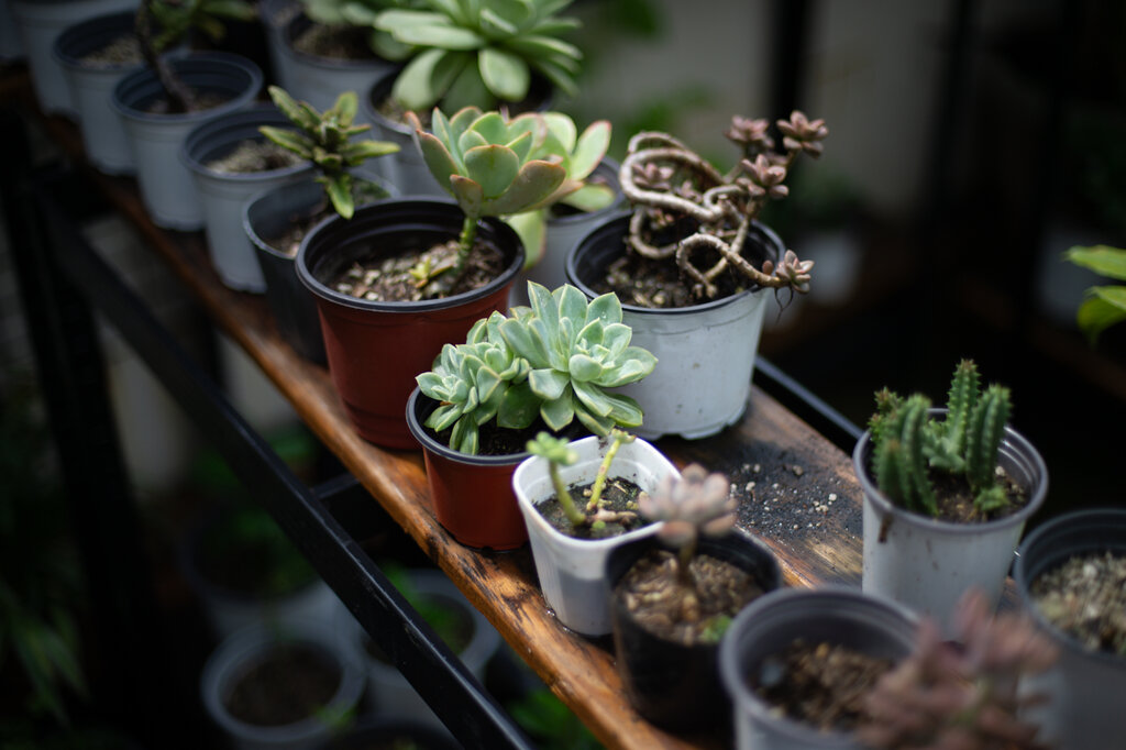 About Us Succulent Garden PH