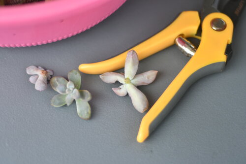 Succulent Care