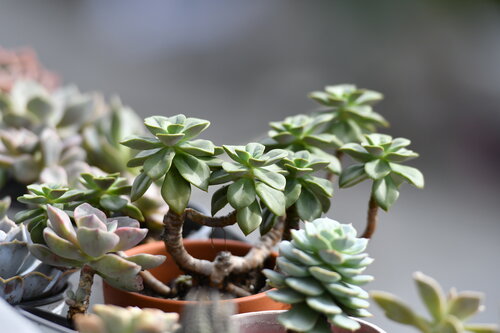 Succulent Galery