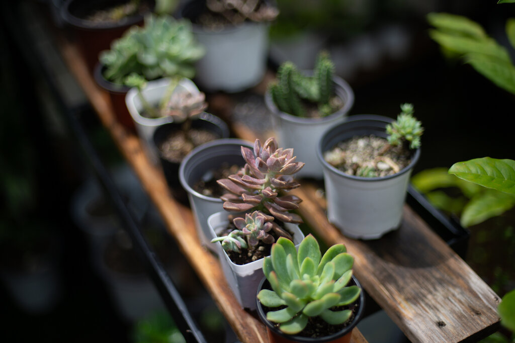 Succulent Plants