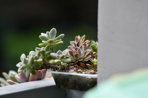 Succulent Types